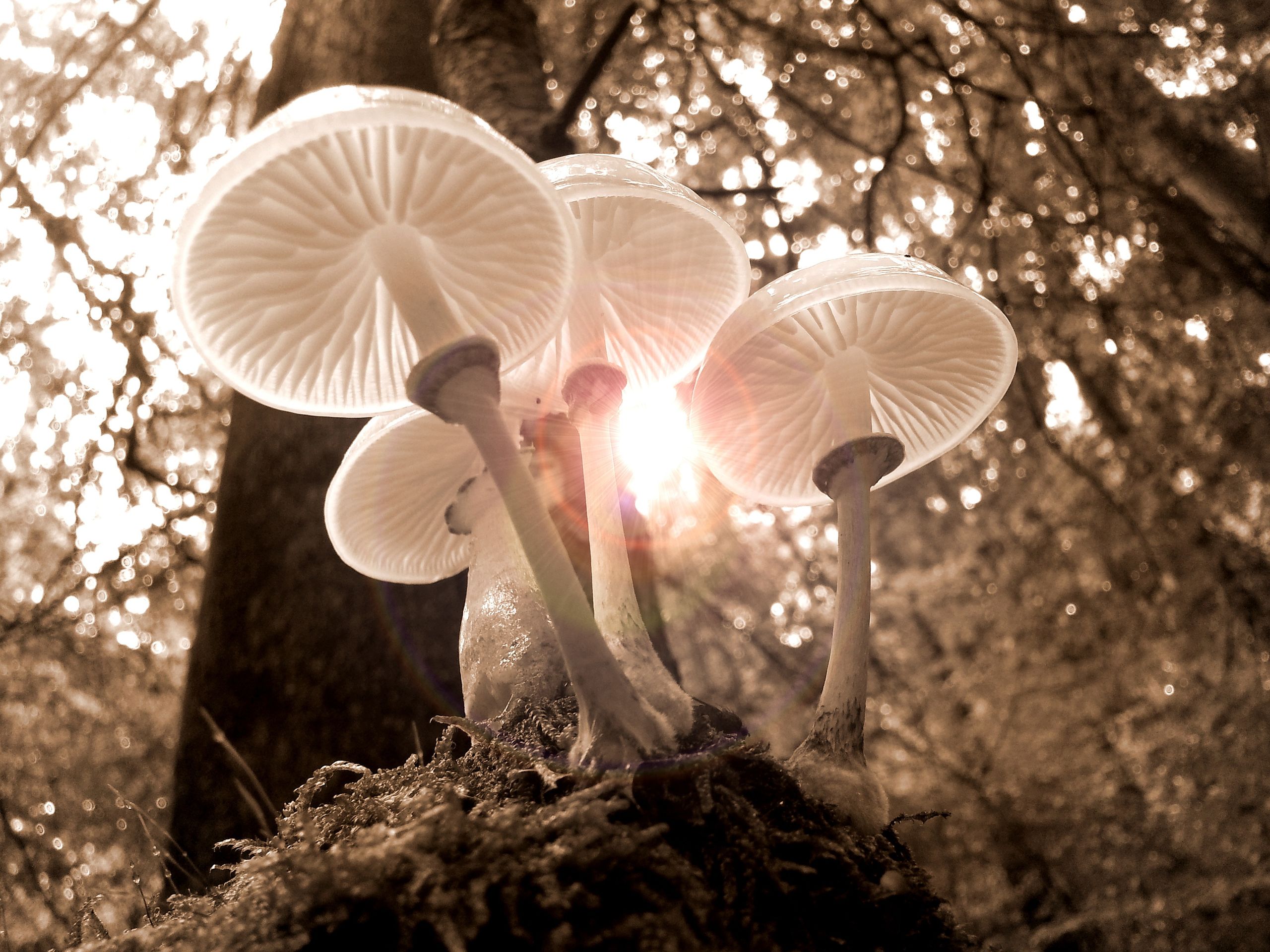 Beautiful sepia-toned backlit mushrooms in a serene forest setting, capturing nature's elegance.