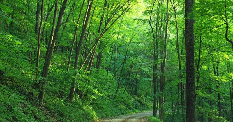 nature-trees-journey-path-road